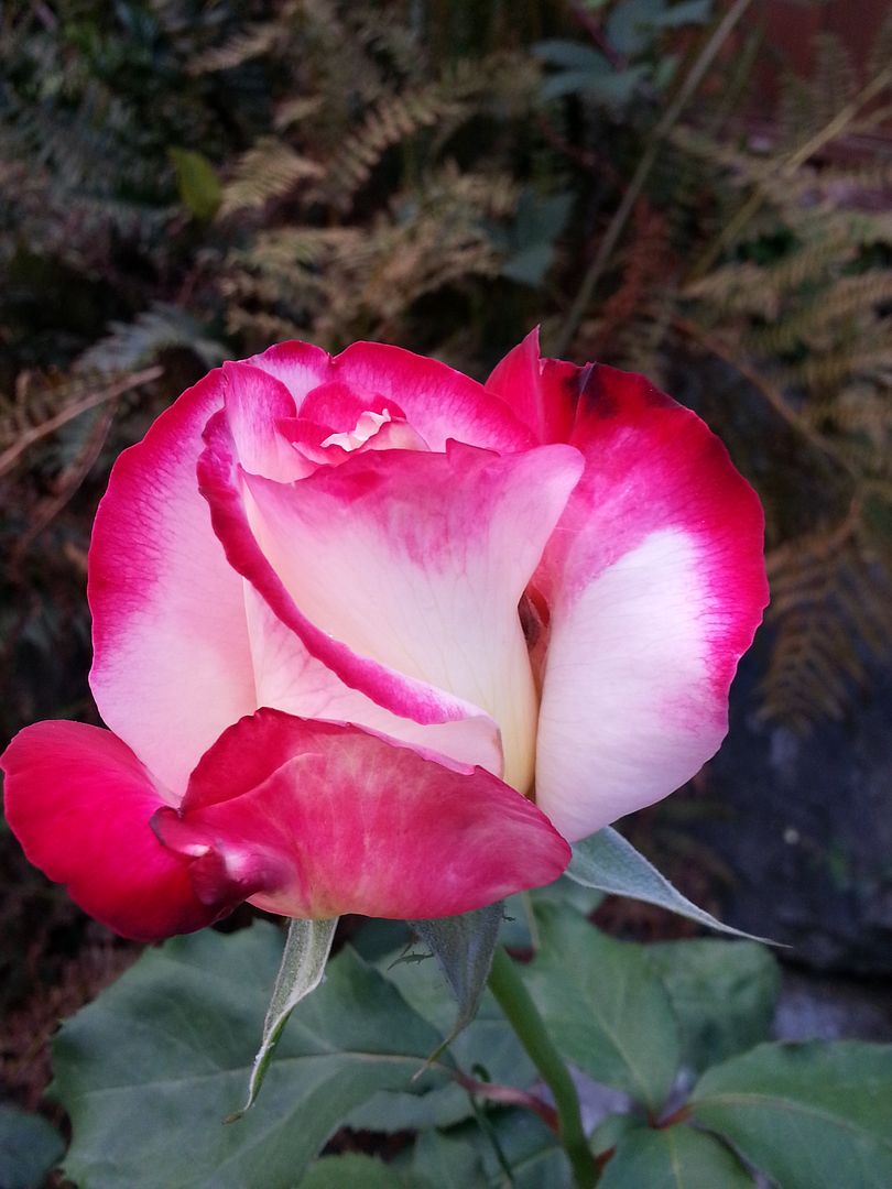  photo 20140922_180032_zpsaphwnpcy.jpg